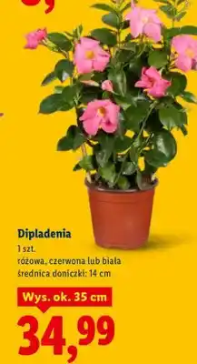 Lidl Dipladenia, różowa, czerwona lub biała oferta