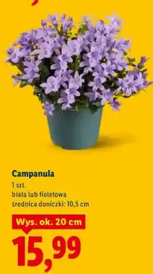 Lidl Campanula, biała lub fioletowa oferta