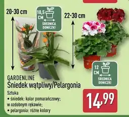 ALDI Śniedek wątpliwy/Pelargonia oferta