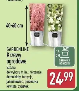 ALDI Krzewy ogrodowe oferta