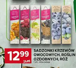 Stokrotka Sadzonki krzewów owocowych, roślin ozdobnych, róż oferta