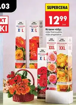 Biedronka Róża francuska XXL krzewy z pnącymi cznymi oferta
