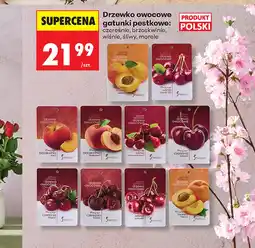 Biedronka Drzewko owocowe Polski oferta