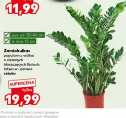Kaufland Zamiokulkas C &C oferta