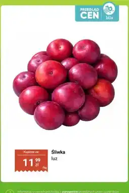 Dino Śliwka luz oferta