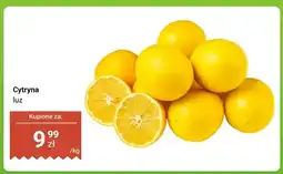 Dino Cytryna luz oferta