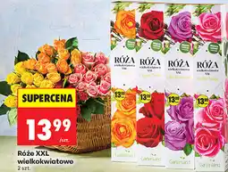 Biedronka Róże XXL wielkokwiatowe oferta