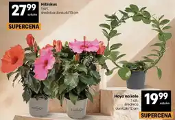 Delikatesy Centrum Hoya na kole 1 szt. średnica doniczki 12 cm oferta