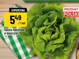 Polomarket Sałata masłowa w doniczce oferta