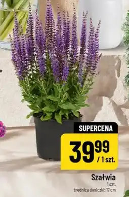 Polomarket Szałwia oferta