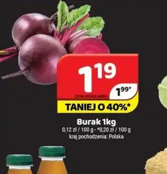 Delfin Burak oferta
