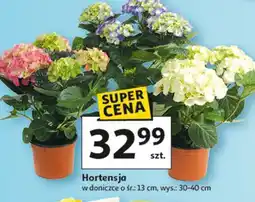 Auchan Hortensja doniczka, śr. 13 cm oferta