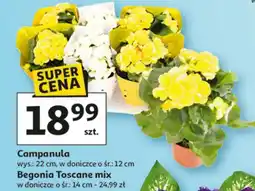 Auchan Begonia toscane mix oferta