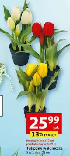 Auchan Tulipany w doniczce oferta