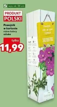 Kaufland Powojnik w kartonie oferta