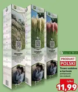 Kaufland Trawa ozdobna w kartonie oferta