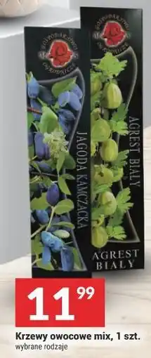 Twój Market Krzewy owocowe mix, 1 szt oferta