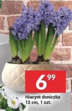 Twój Market Hiacynt doniczka 12 cm, 1 szt oferta
