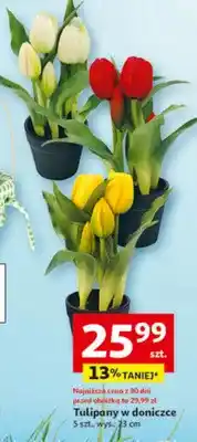 Auchan Tulipany w doniczce 5 szt. wys.: 33 cm oferta
