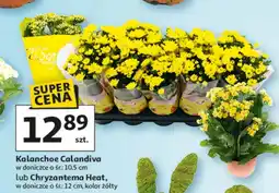 Auchan Chryzantema Heat w doniczce ø śr: 12 cm, kolor żółty oferta