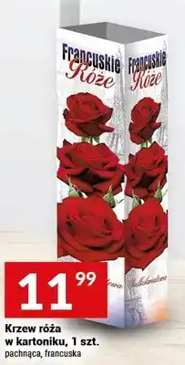 Twój Market Krzew róża w kartoniku, pachnąca, francuska oferta