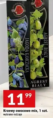 Twój Market Krzewy owocowe mix, wybrane rodzaje oferta