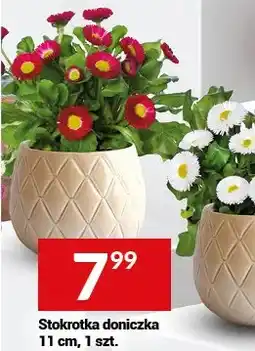 Twój Market Stokrotka doniczka oferta