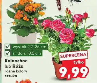 Kaufland Kalanchoe różne kolory oferta