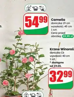 Dino Krzew Winorośl doniczko C6 wysokość: 40 cm oferta