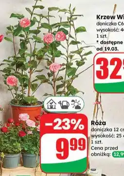 Dino Róża doniczka 12 cm wysokość: 25 cm oferta