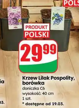 Dino Krzew Lilak Pospolity, borówka doniczka C6 wysokość: 40 cm oferta