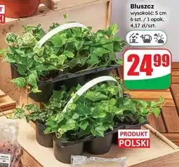 Dino Bluszcz wysokość: 5 cm 6 szt. / 1 opak oferta