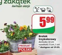 Dino Bratek trzykolorowy doniczka 12 cm wysokość: 5 cm oferta