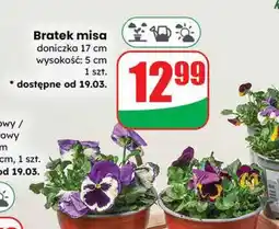 Dino Bratek misia doniczka 17 cm wysokość: 5 cm oferta