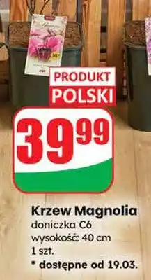 Dino Krzew Magnolia doniczka C6 wysokość: 40 cm oferta
