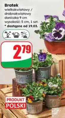 Dino Bratek wielkokwiatowy / drobnokwiatowy doniczka 9 cm wysokość: 5 cm oferta