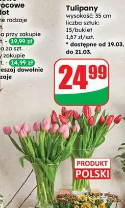 Dino Tulipany oferta