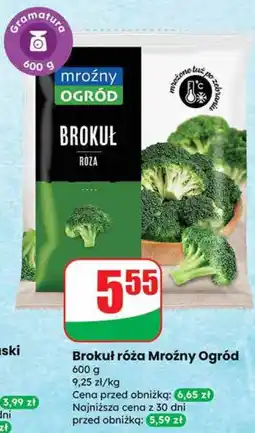 Dino Brokuł róża Mroźny Ogród oferta