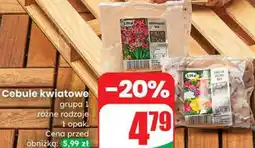 Dino Cebule kwiatowe grupa 1 oferta