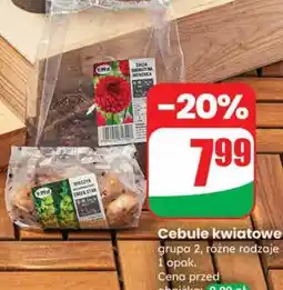 Dino Cebule kwiatowe grupa 2 oferta