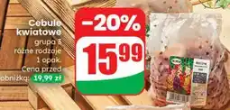 Dino Cebule kwiatowe grupa 3 oferta