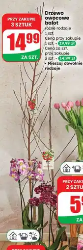 Dino Drzewo owocowe balot oferta