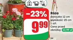 Dino Róża oferta