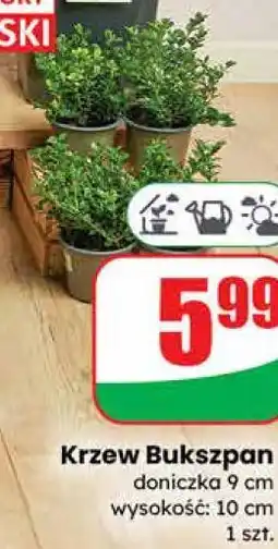 Dino Krzew Bukszpan oferta
