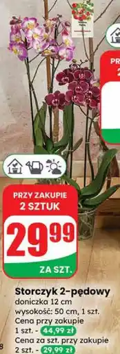 Dino Storczyk 2-pędowy oferta