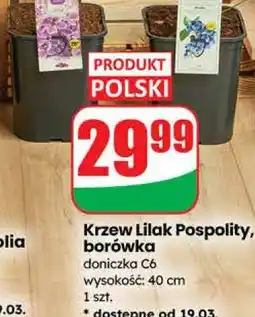 Dino Krzew Lilak Pospolity, borówka oferta
