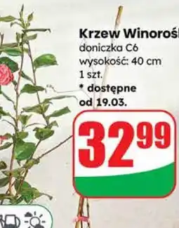 Dino Krzew Winorośl oferta