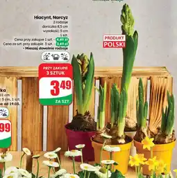 Dino Hiacynt, Narcyz oferta