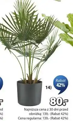 JYSK Roślina sztuczna Rolf oferta