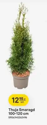 Castorama Thuja Smaragd 100-120 cm oferta
